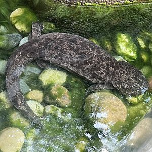 Japanese Giant Salamander