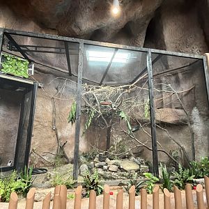 Speckled Mousebird Habitat