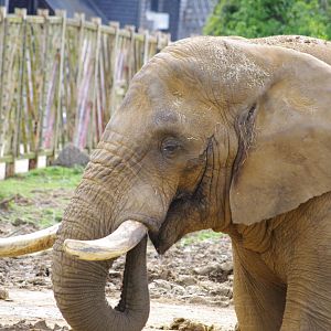 African Elephant bull- Tembo- 11/4/2024