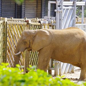 African Elephant cow- Zola- 11/4/2024