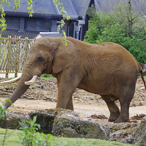 African Elephant bull- Tembo- 11/4/2024