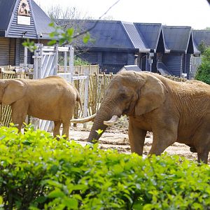 African Elephants- Zola and Tembo- 11/4/2024