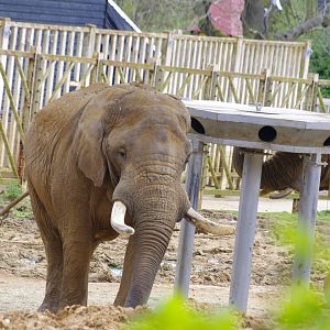 African Elephants- Zola and Tembo- 11/4/2024