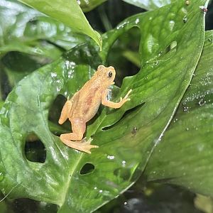 Kihansi Spray Toad