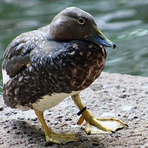 Flying Steamer Duck (Tachyeres patachonicus)