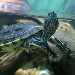Hispaniolan Slider (Trachemys decorata)