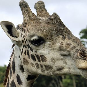 Masai Giraffe (Giraffa camelopardalis tippelskirchi) - "Bob"