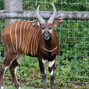 Eastern Bongo (Tragelaphus eurycerus isaaci)