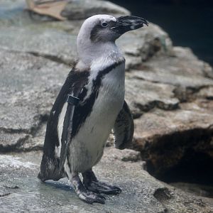 Piebald African Penguin (Spheniscus demersus)