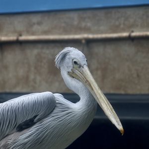 Pink-Backed Pelican (Pelecanus rufescens)