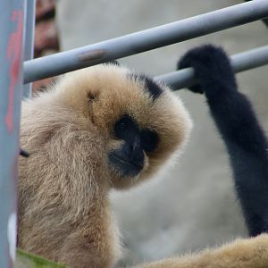 Northern White-Cheeked Gibbons (Nomascus leucogenys)