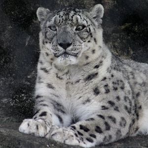 Snow Leopard (Panthera uncia)