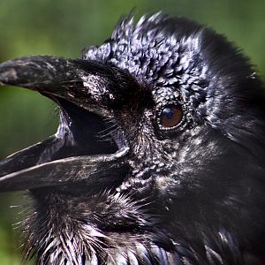 Northern Raven (Corvus corax)