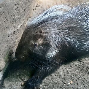 Cape Crested Porcupine (Hystrix africaeaustralis)