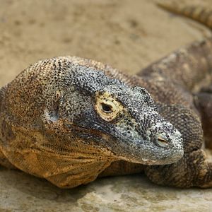 Komodo Dragon (Varanus komodoensis) - "Shu"