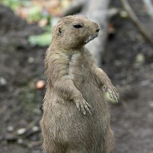 Black-Tailed Prairie Dog (Cynomys ludovicianus)