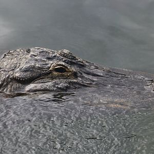 American Alligator (Alligator mississippiensis) - "Peaches"