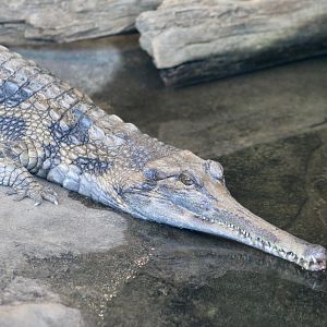 False Gharial (Tomistoma schlegelii)