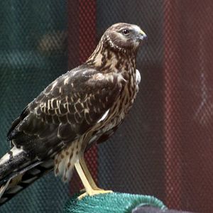 Northern Harrier (Circus hudsonius) female