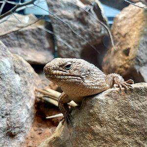Gidgee spiny-tailed Skink, Egernia stokesii