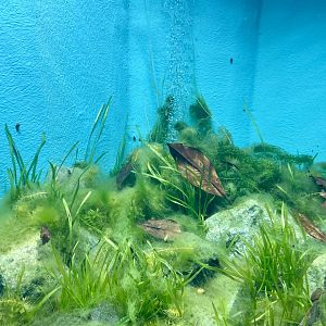Lake Oku clawed Frog Tank