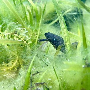 Lake Oku clawed Frog, Xenopus longipes