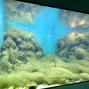Lake Titicaca Frog Tank