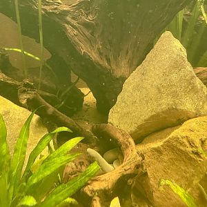 Aquatic Caecilian, Typhlonectes natans