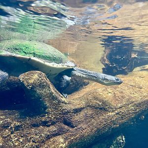 Roti Island snake-necked Turtle, Chelodina mccordi