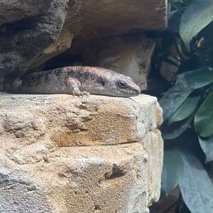 Telfair's Skink, Leiolopisma telfairii