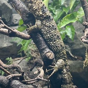 Female Chinese Crocodile Lizard, Shinisaurus crocodilurus