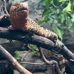 Male Chinese Crocodile Lizard, Shinisaurus crocodilurus