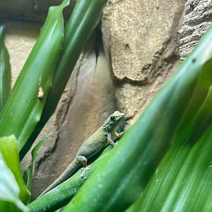 Female Lygodactylus williamsi