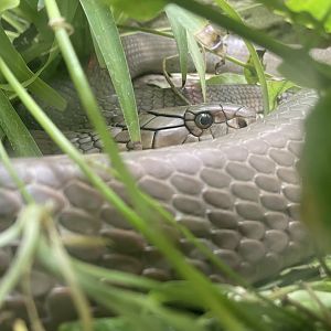 King Cobra, Ophiophagus hannah