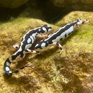 A pair of Luristan newts, Neurergus kaiseri