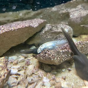 Albino Mallorcan midwife Toad, Alytes muletensis