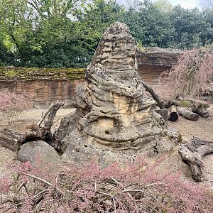 Dwarf Mongoose Enclosure