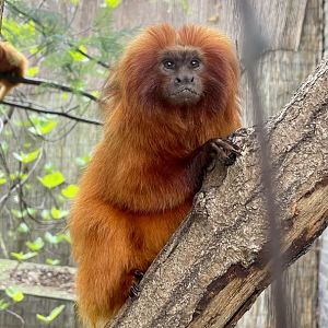 Golden Lion Tamarin, Leontopithecus rosalia