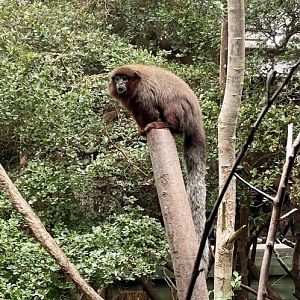 Coppery Titi Monkey, Plecturocebus cupreus