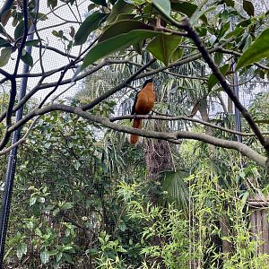 Snowy-crowned Robin-chat, Cossypha niveicapilla