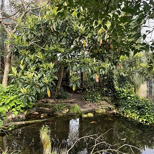 Meet the Neighbours Aviary, Gorilla Kingdom