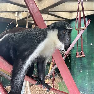 Diana Monkey, Cercopithecus diana