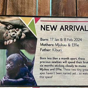 New Arrival Signage, Gorilla Kingdom