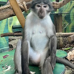 White-naped Mangabey, Cercocebus lunulatus