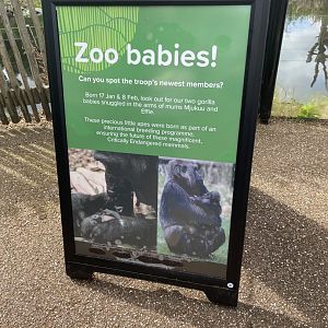 Zoo Babies! Signage, Gorilla Kingdom