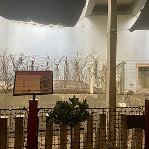 Inside the Cassons Building (Northern Babirusa)