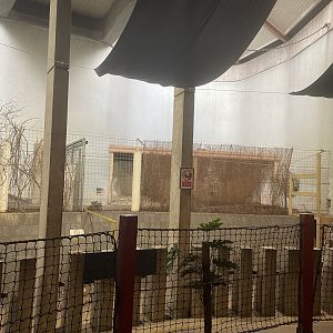 Inside the Cassons Building (Northern Babirusa)