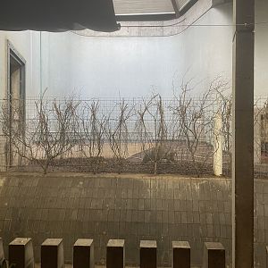 Inside the Cassons Building (Red River Hog)