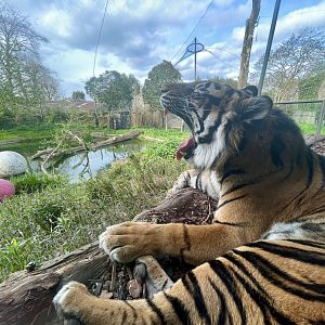 Sumatran Tiger, Panthera tigris sondaica