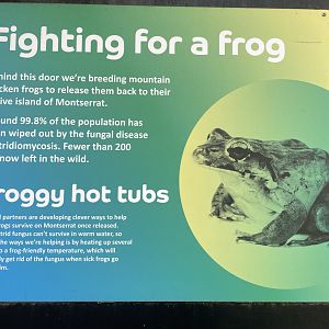 Fighting for a Frog Signage